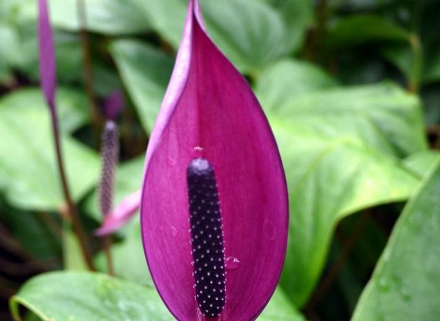 風水植物擺放 風水植物擺放