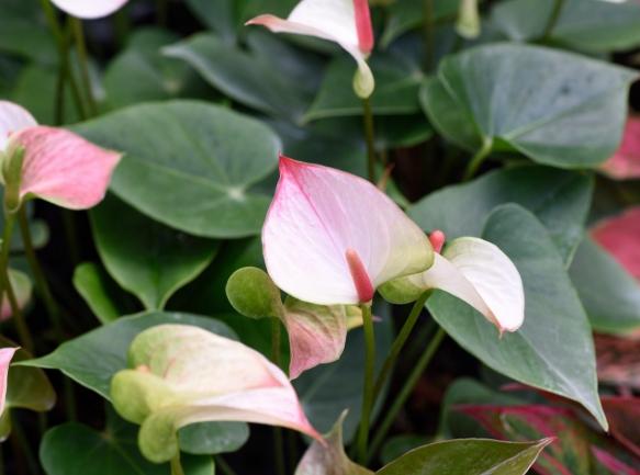 火鶴花室內種植