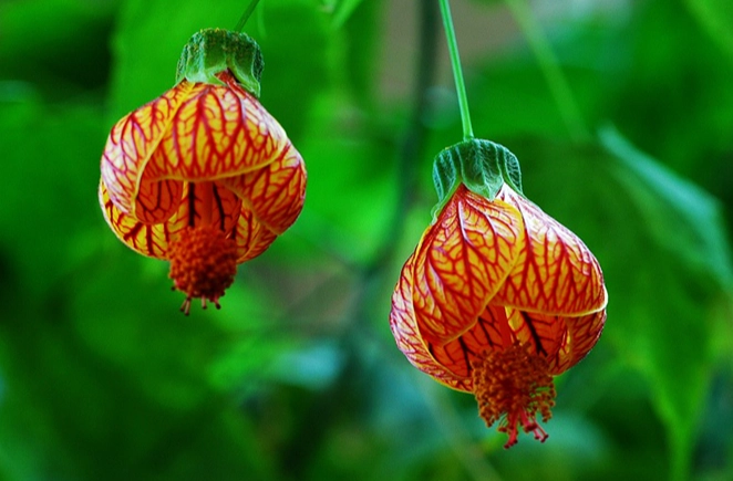 燈籠花照顧 燈籠花照顧