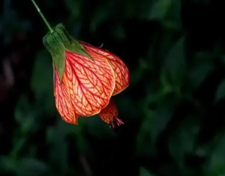 燈籠花照顧 燈籠花照顧