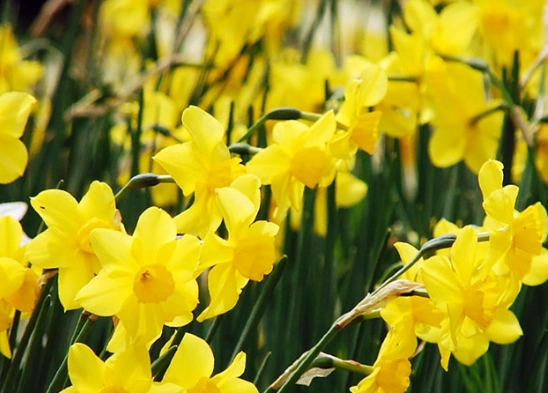 水仙花常見問題