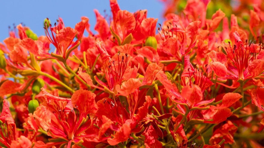鳳凰花開季節 鳳凰花開季節