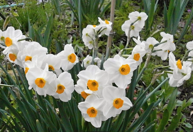 水仙花常見問題