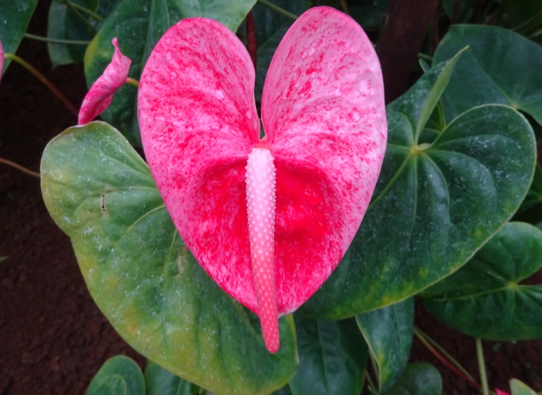 室內植物火鶴花