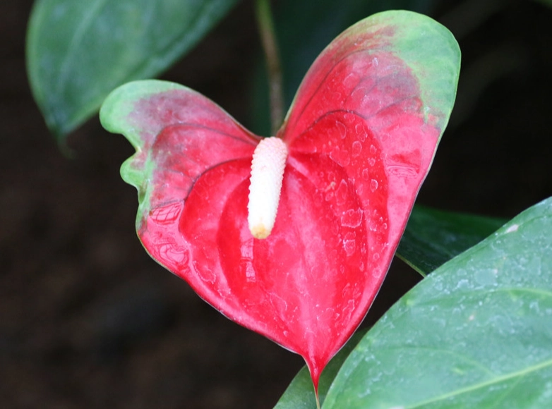 火鶴花照顧方法