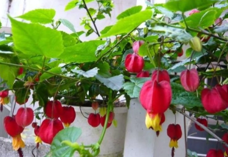 燈籠花照顧 燈籠花照顧