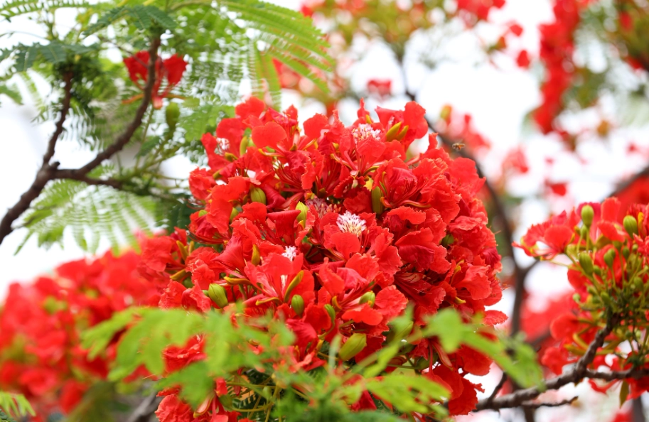鳳凰花象征意義 鳳凰花象征意義