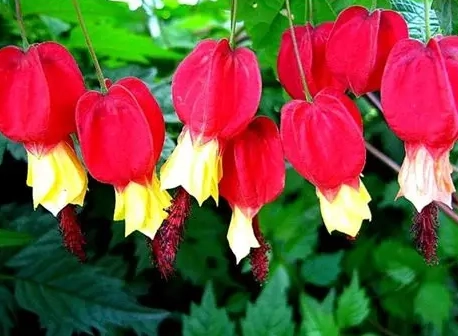 燈籠花開花時間 燈籠花開花時間