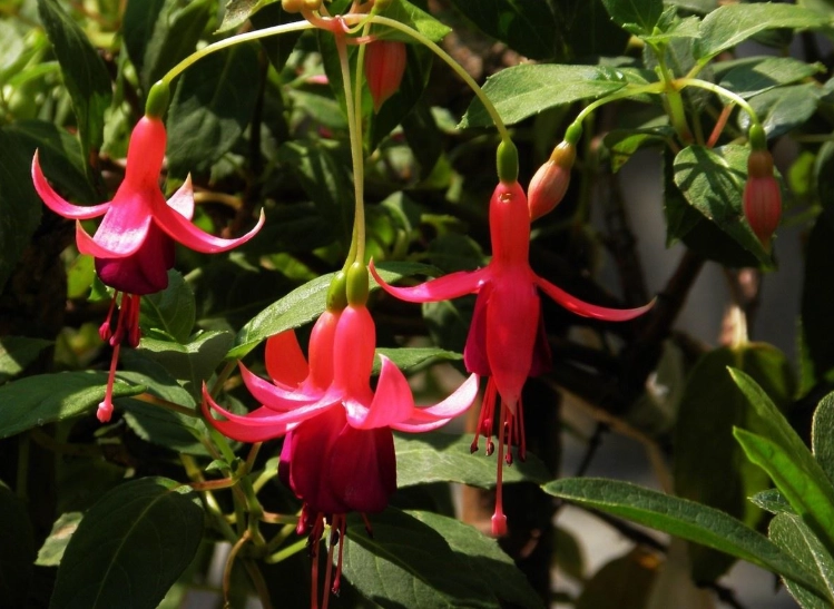 燈籠花照顧 燈籠花照顧