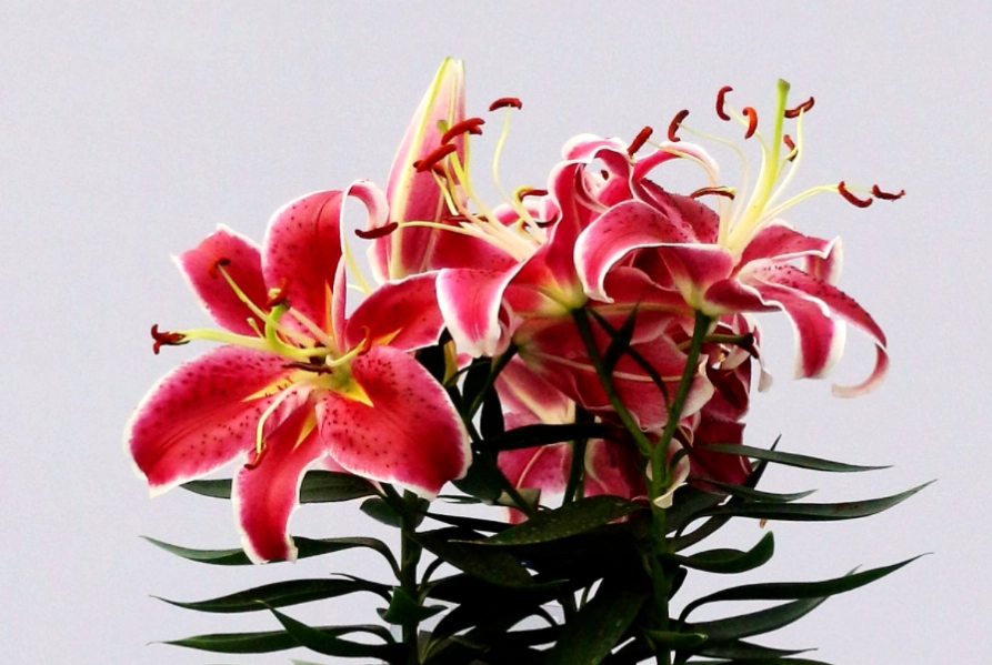 百合花照顧 百合花照顧