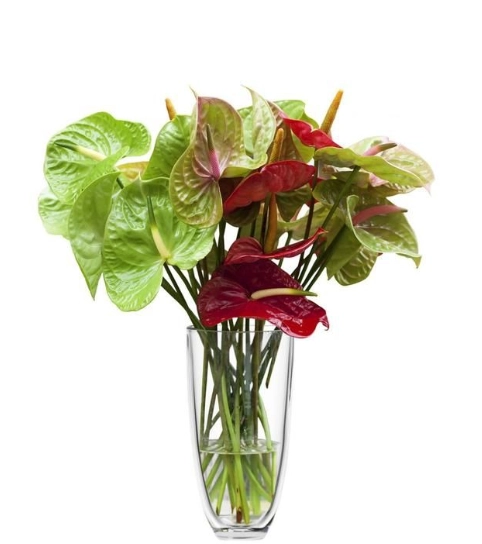 火鶴花照顧方法