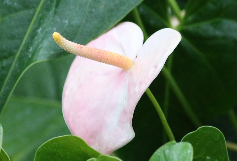 火鶴花照顧方法