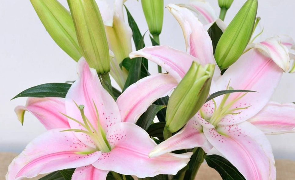 百合花照顧 百合花照顧