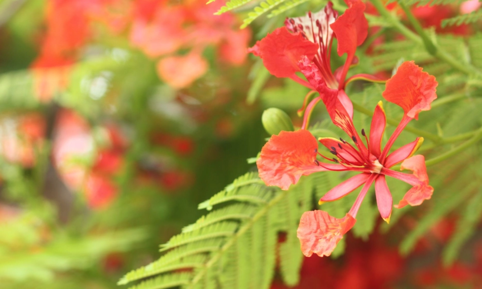 鳳凰花象征意義 鳳凰花象征意義