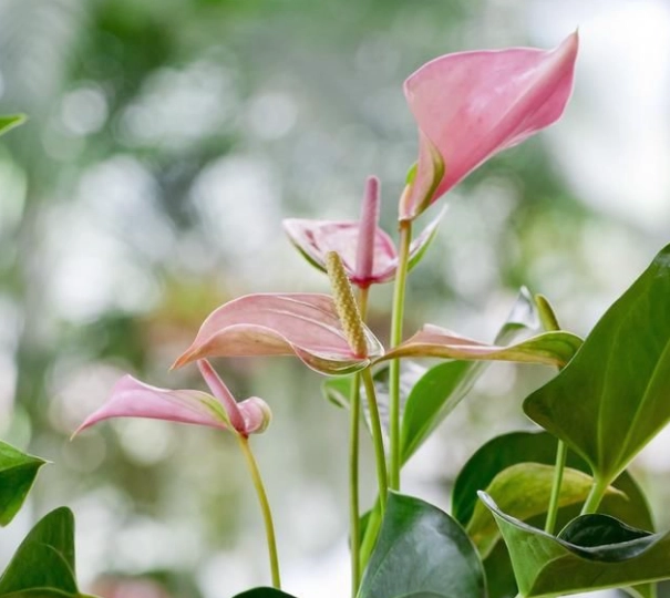 火鶴花室內種植
