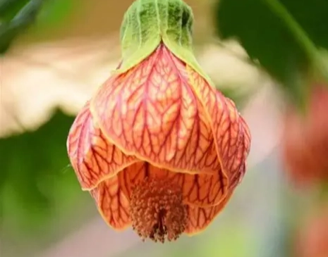 燈籠花照顧 燈籠花照顧