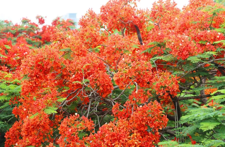 鳳凰花象征意義 鳳凰花象征意義