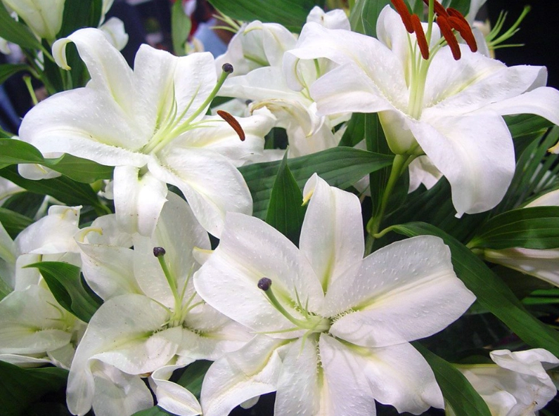 百合花品種 百合花品種