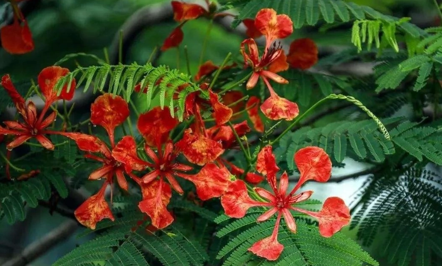 鳳凰花開季節 鳳凰花開季節