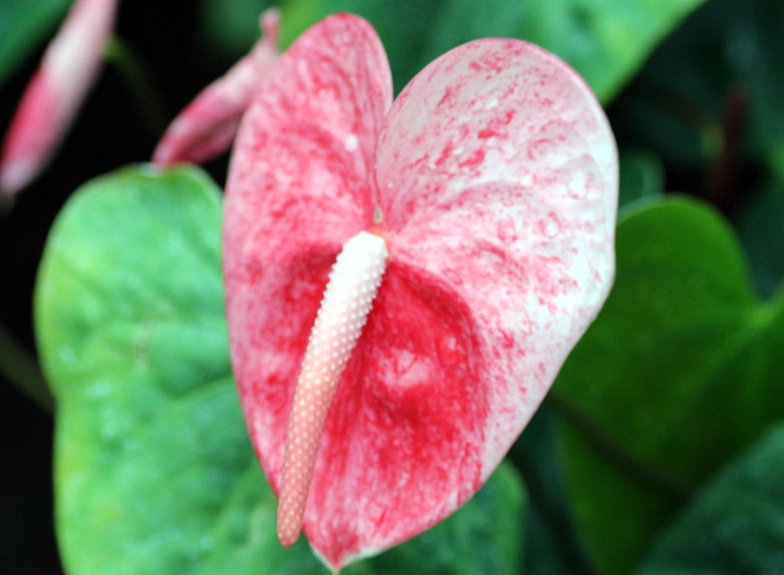 室內植物火鶴花
