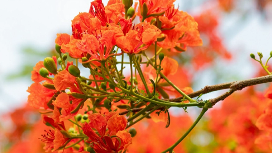 鳳凰花開季節 鳳凰花開季節