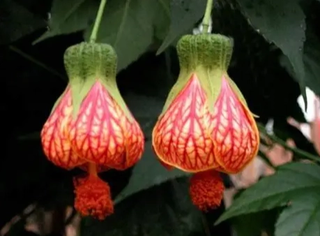 燈籠花照顧 燈籠花照顧