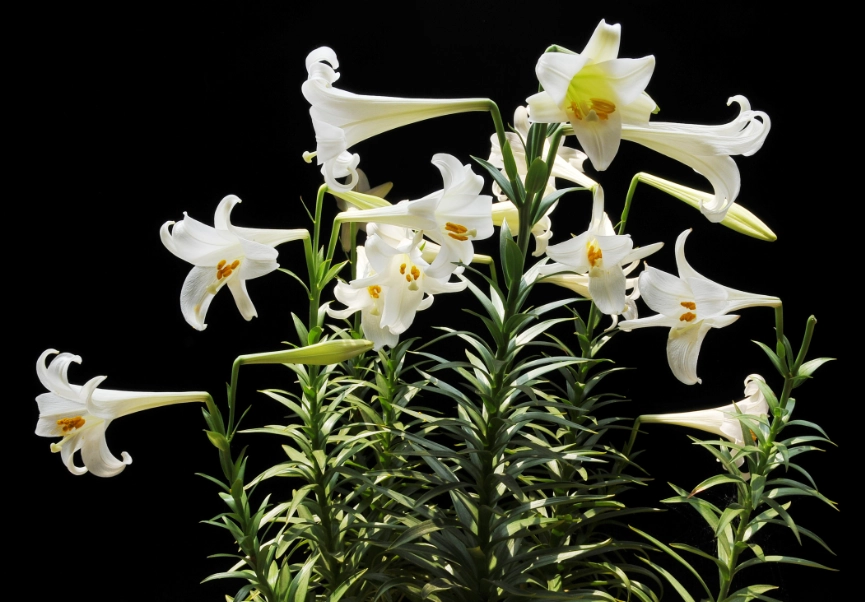 百合花品種 百合花品種