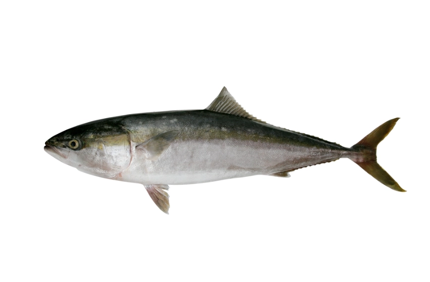 青甘魚膘料理 青甘魚膘料理