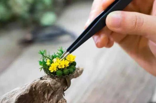 永生花課程推薦