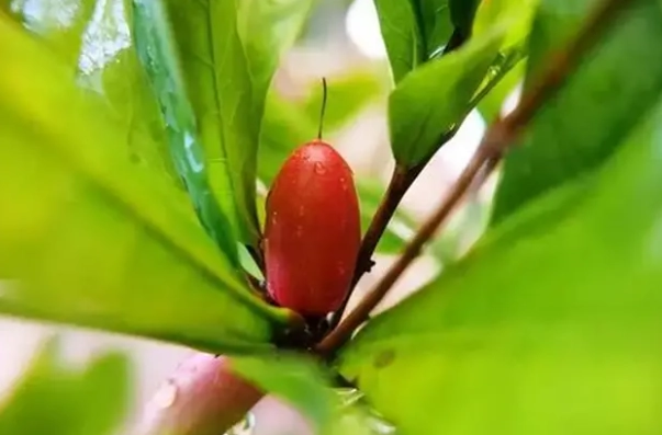 神秘果盆栽養護