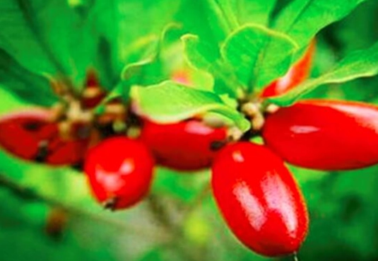 神秘果栽培技巧