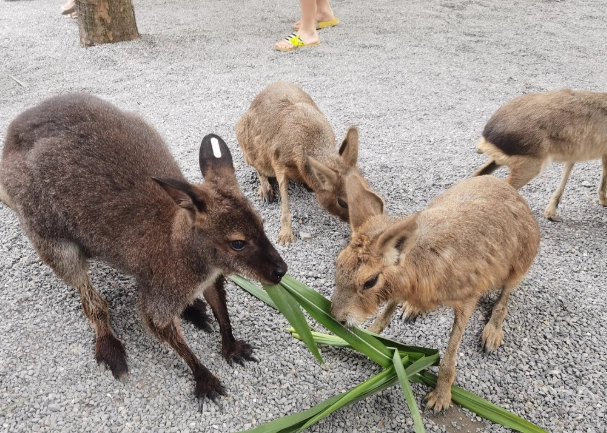 宜蘭農場周邊旅遊