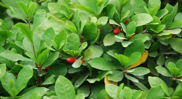 神秘果盆栽種植