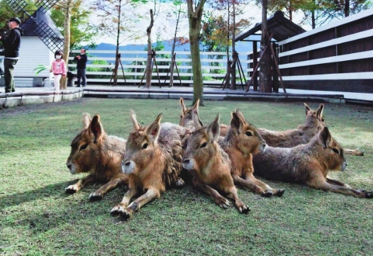 張美阿嬤農場一日遊