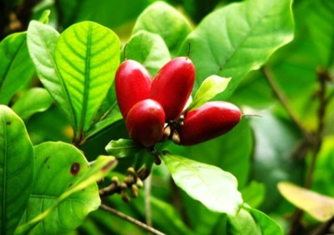 神秘果栽培技巧