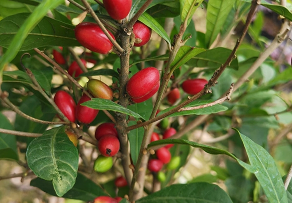 神秘果盆栽種植