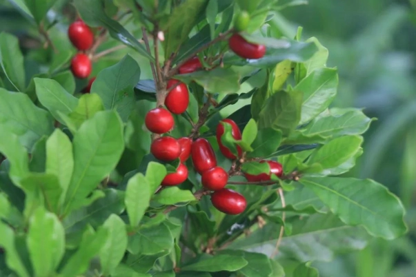 神秘果栽培技巧