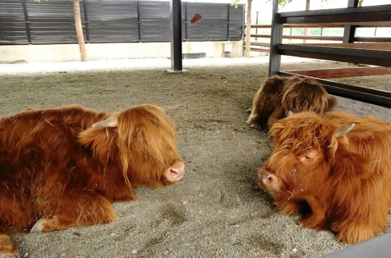 張美阿嬤農場美食推薦
