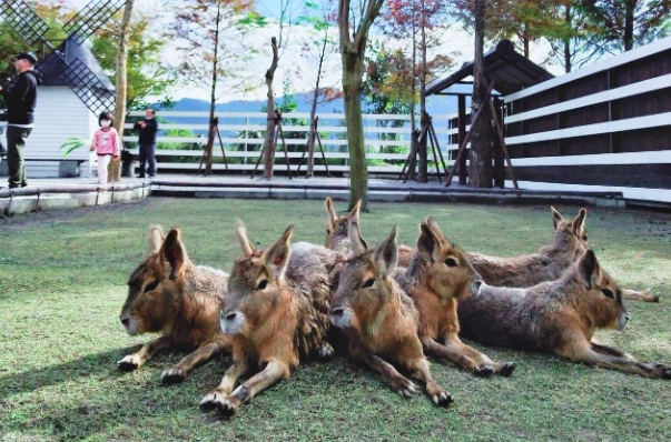 張美阿嬤農場一日遊