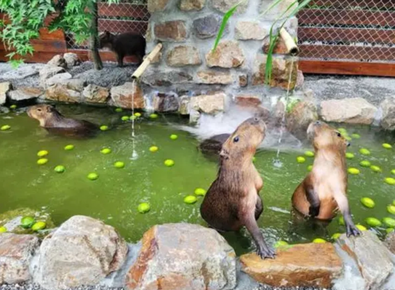 宜蘭農場周邊餐廳