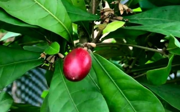 神秘果盆栽益處