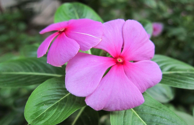 长春花怎么种？从零开始的全方位种植指南与常见问题解答