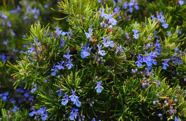 迷迭香食用方法 迷迭香食用方法