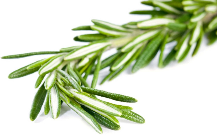 迷迭香料理 迷迭香料理