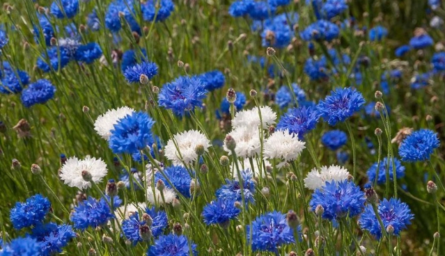 矢車菊種植方法