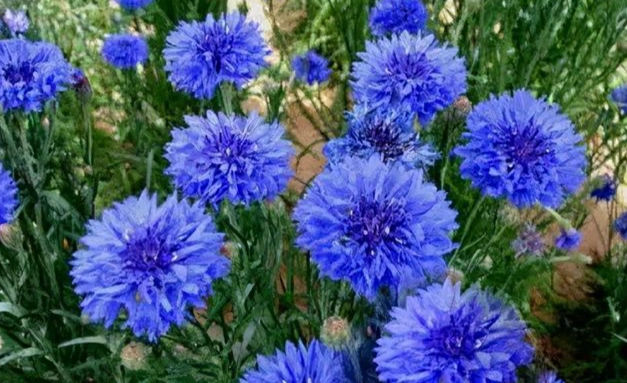 矢車菊開花時間