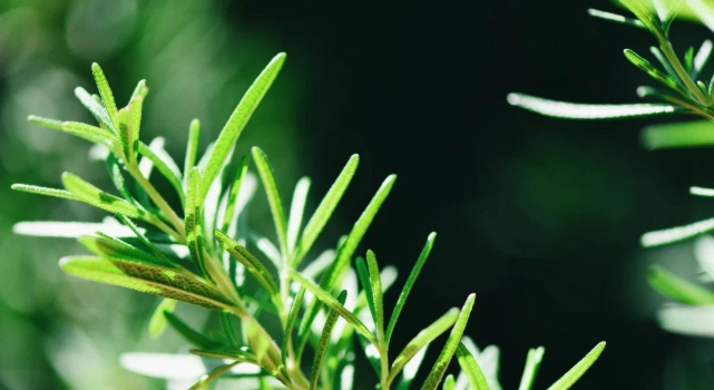 迷迭香功效 迷迭香功效