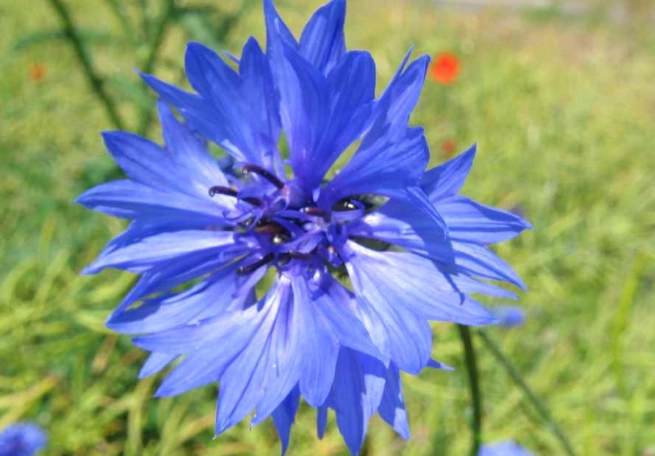 矢車菊開花時間