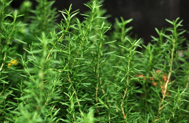 迷迭香食用方法 迷迭香食用方法