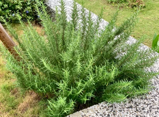 迷迭香料理 迷迭香料理